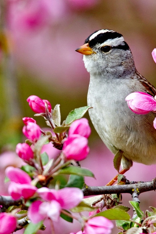 Bird On A Blossom Branch Spring