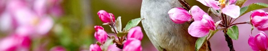 Bird On A Blossom Branch Spring