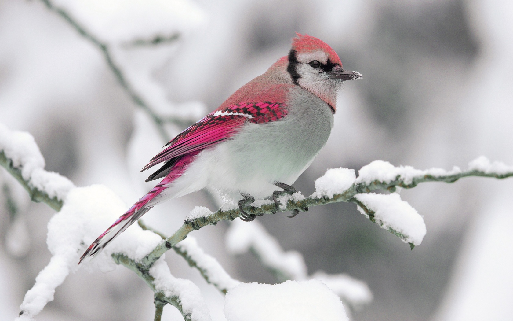 Bird On Snow Branch