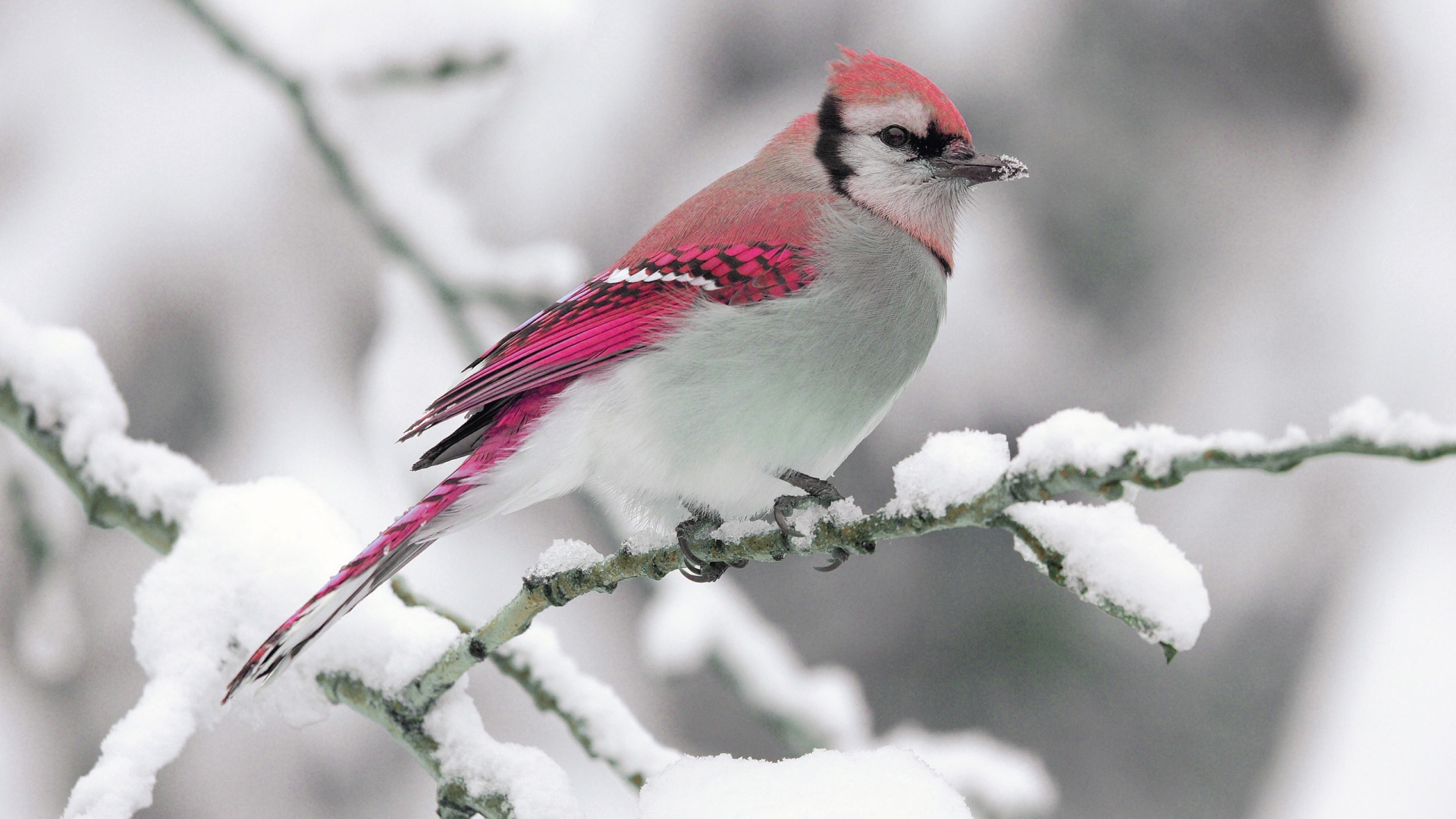 Bird On Snow Branch