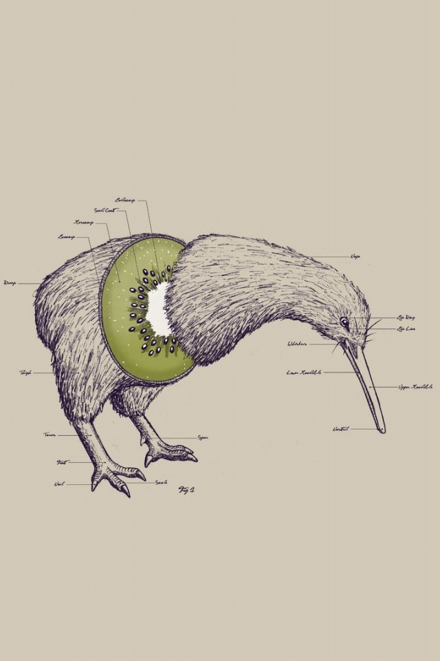 Birds Fruits Humor Funny Kiwi Illustrations Photomanipulations White Background