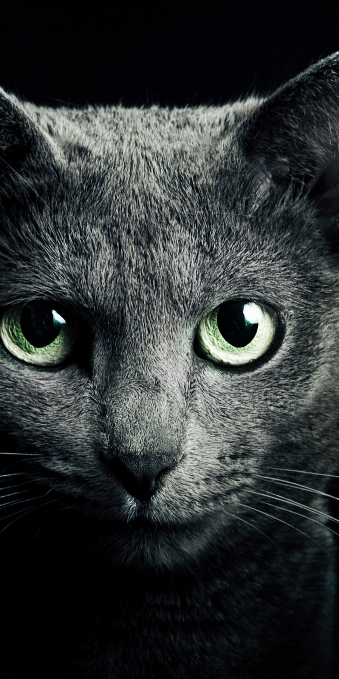 Black Cat Green Eyes