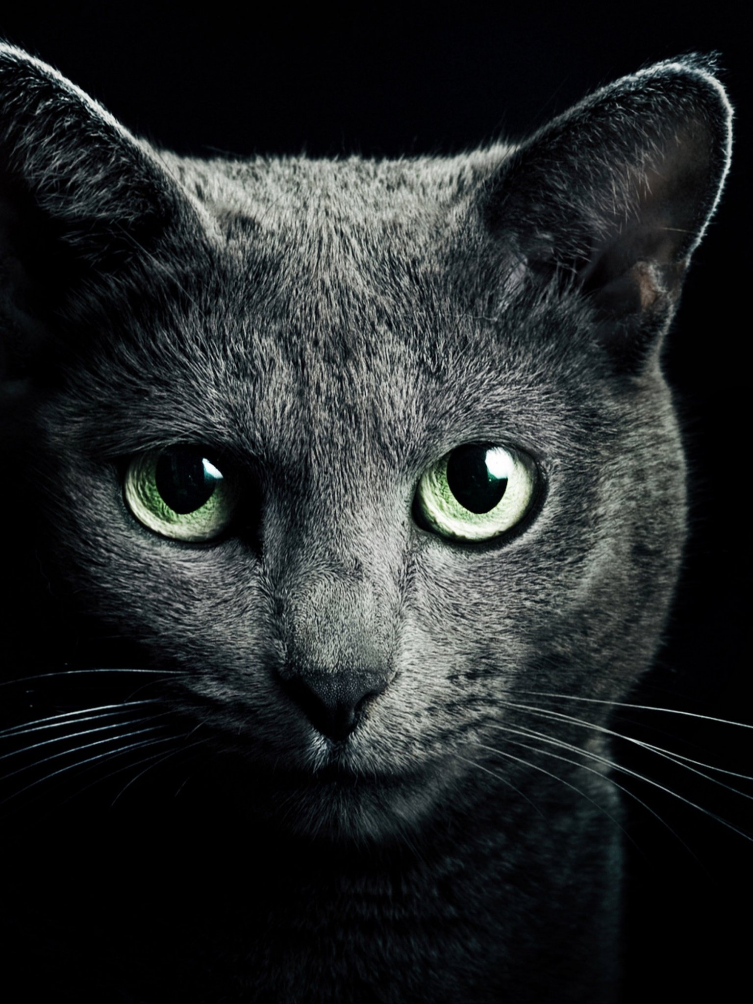 Black Cat Green Eyes