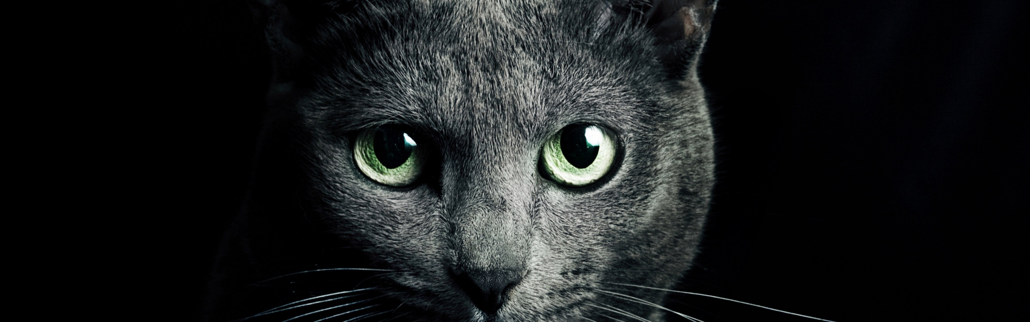 Black Cat Green Eyes