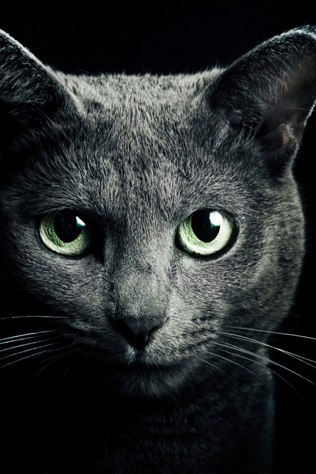 Black Cat Green Eyes