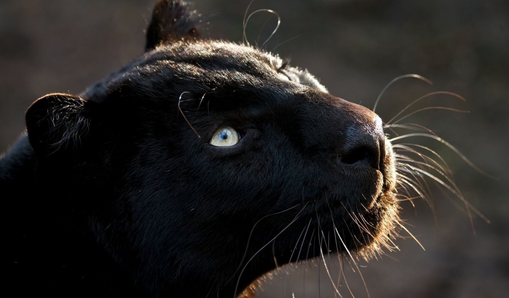 Black Jaguar