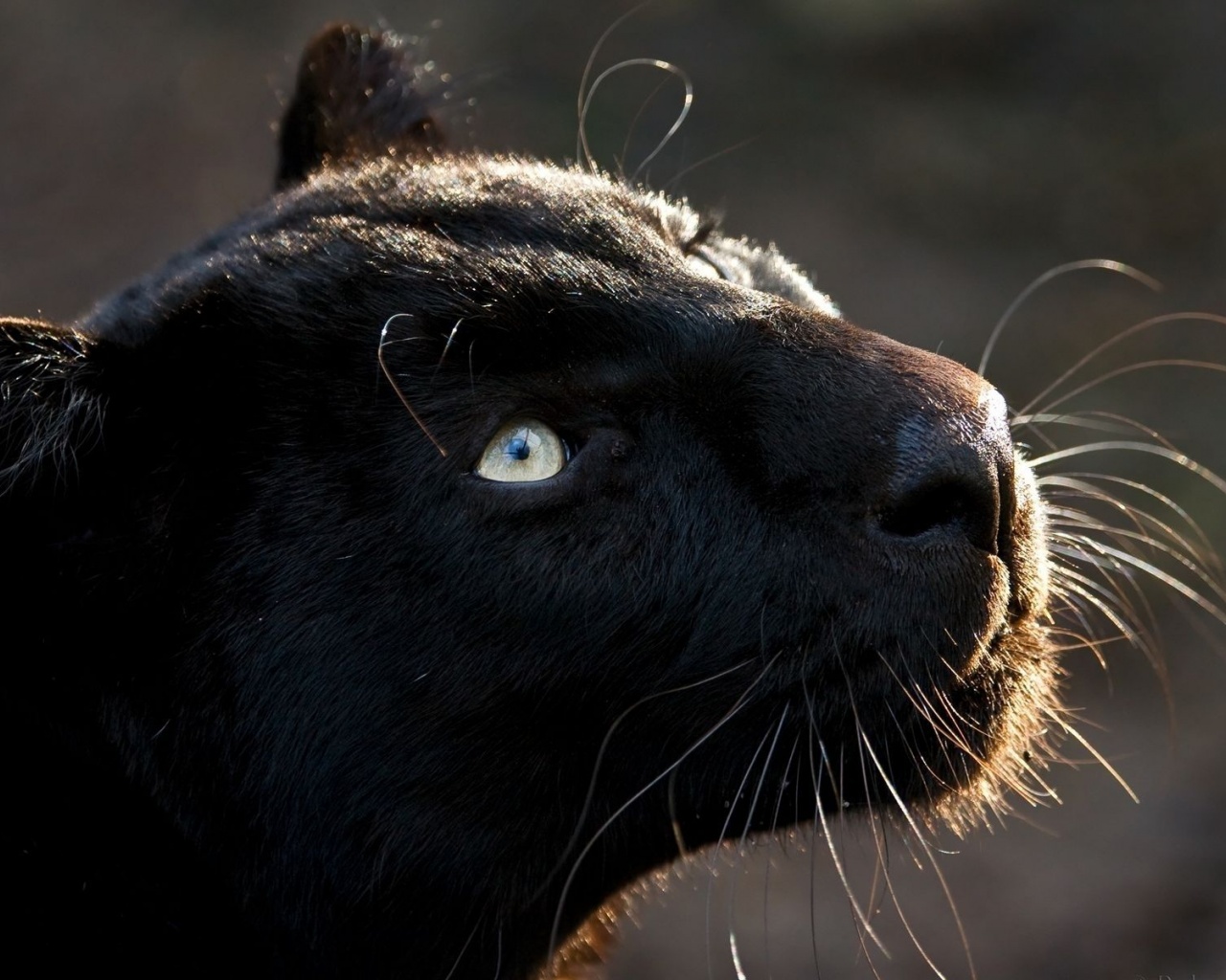 Black Jaguar