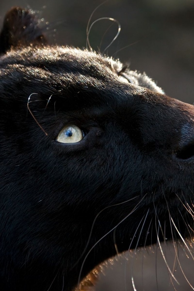 Black Jaguar