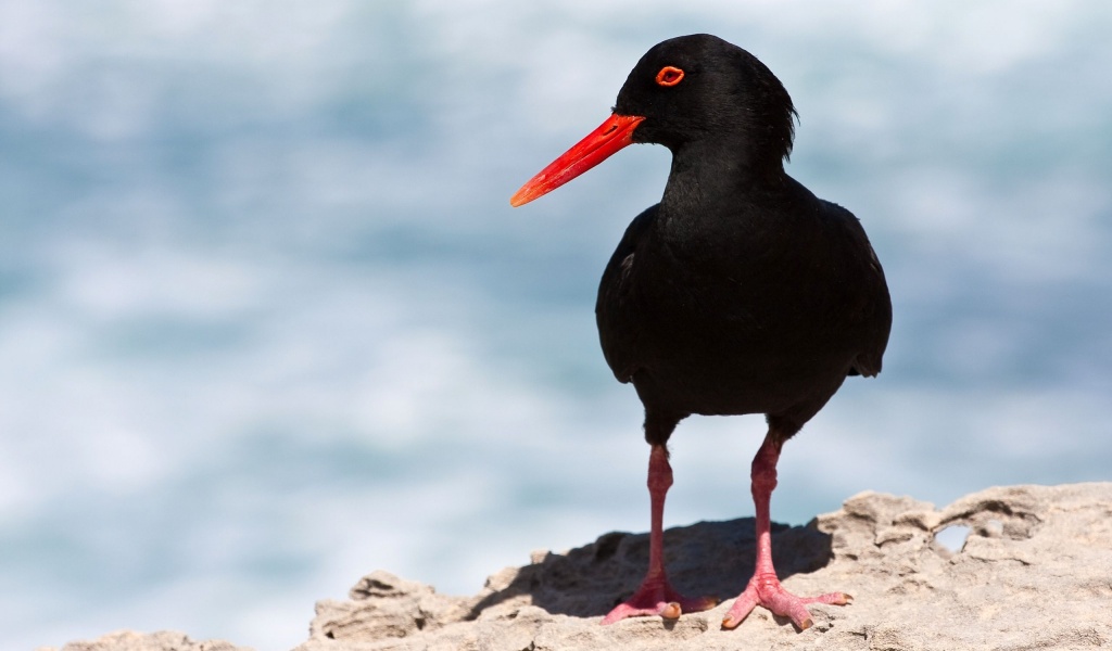 Black Oystercatcher