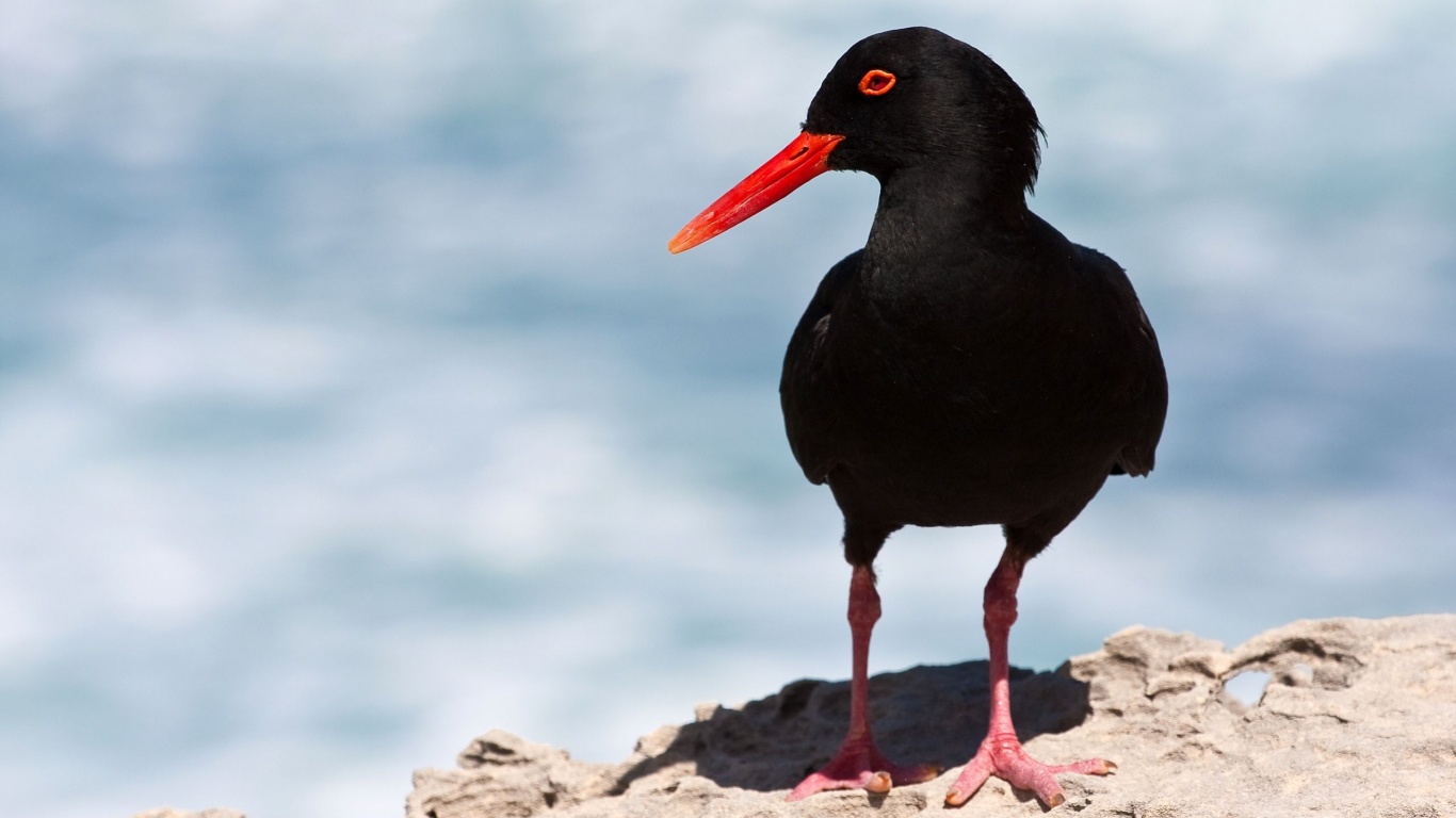 Black Oystercatcher