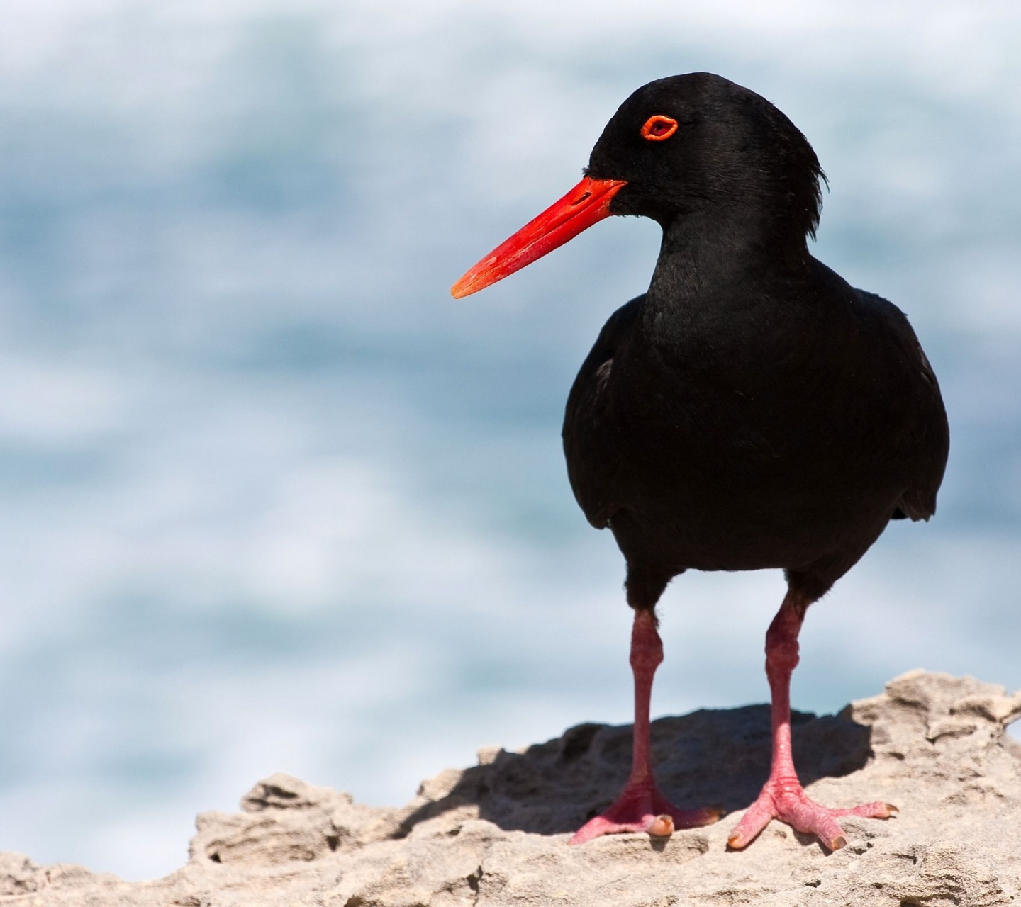 Black Oystercatcher