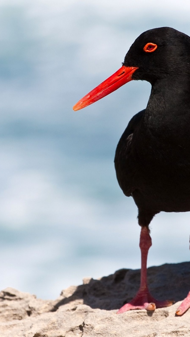 Black Oystercatcher