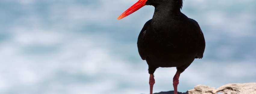 Black Oystercatcher