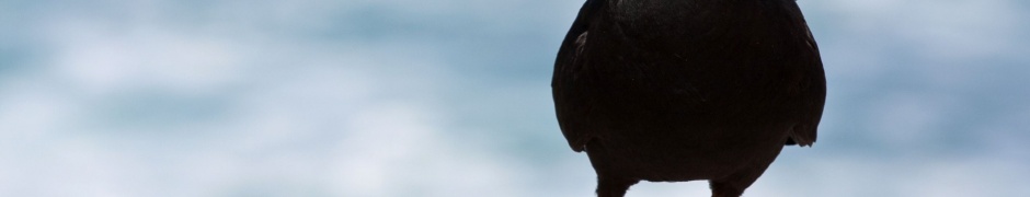 Black Oystercatcher