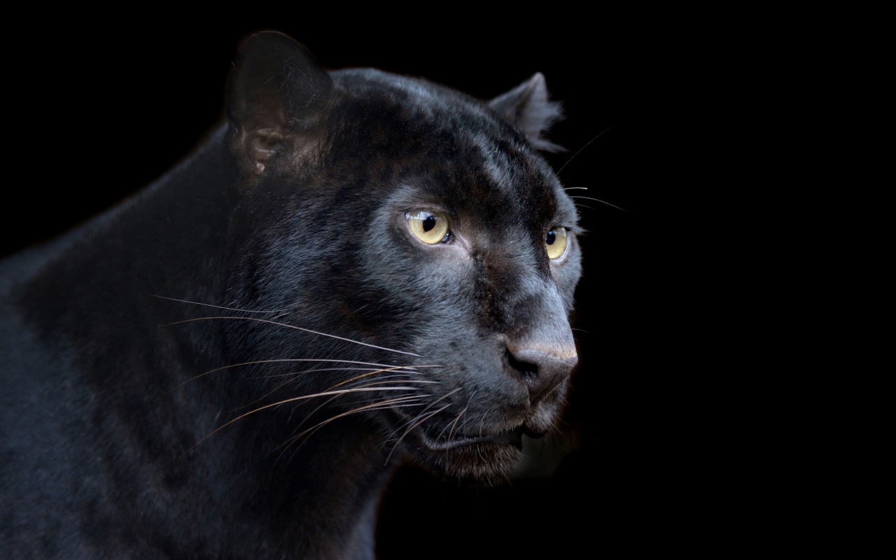 Black Panther