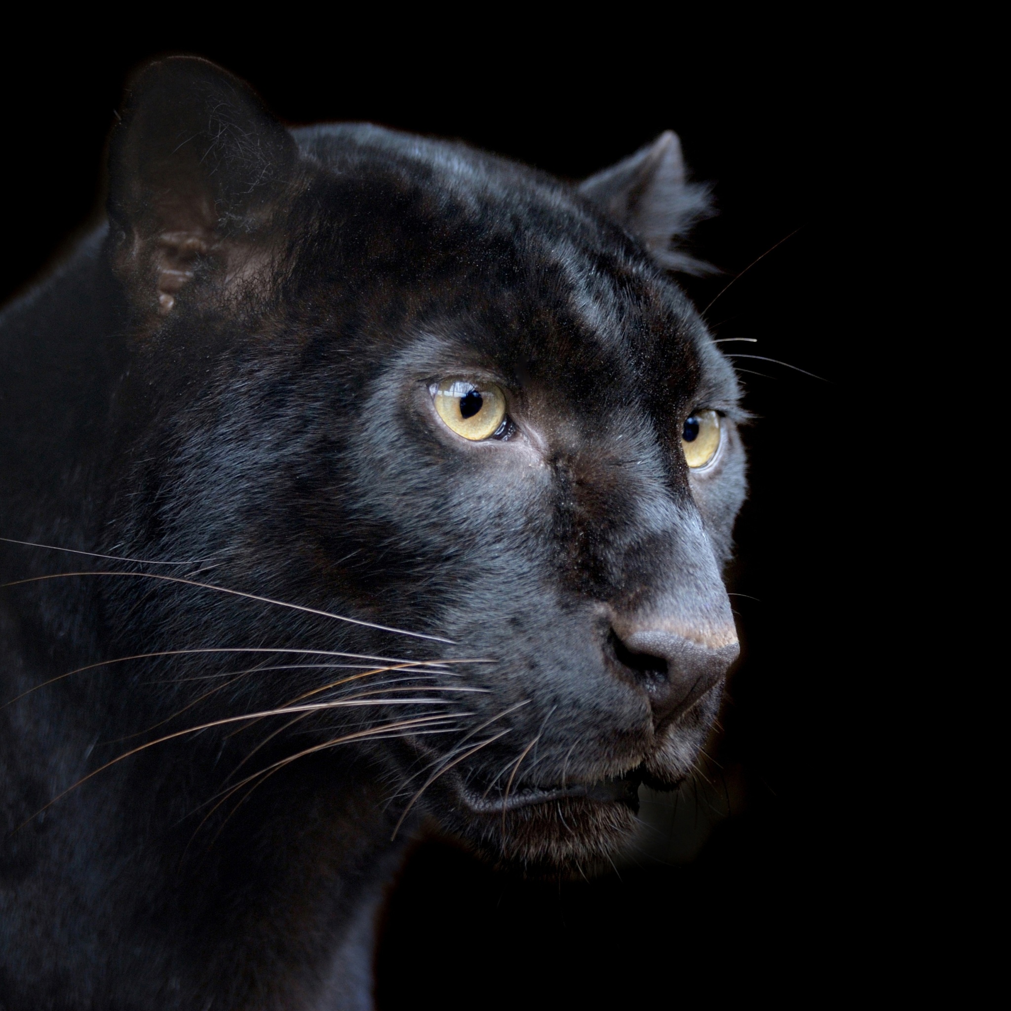 Black Panther