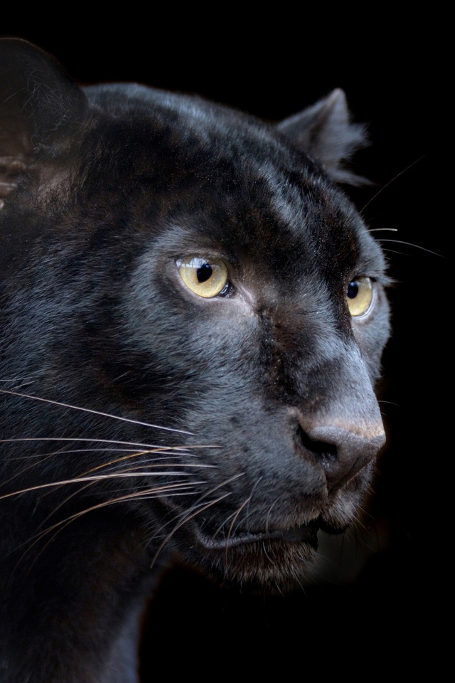 Black Panther