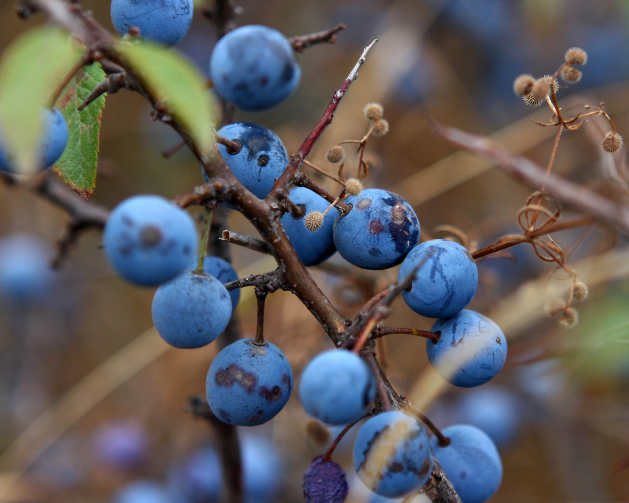 Blue Berry