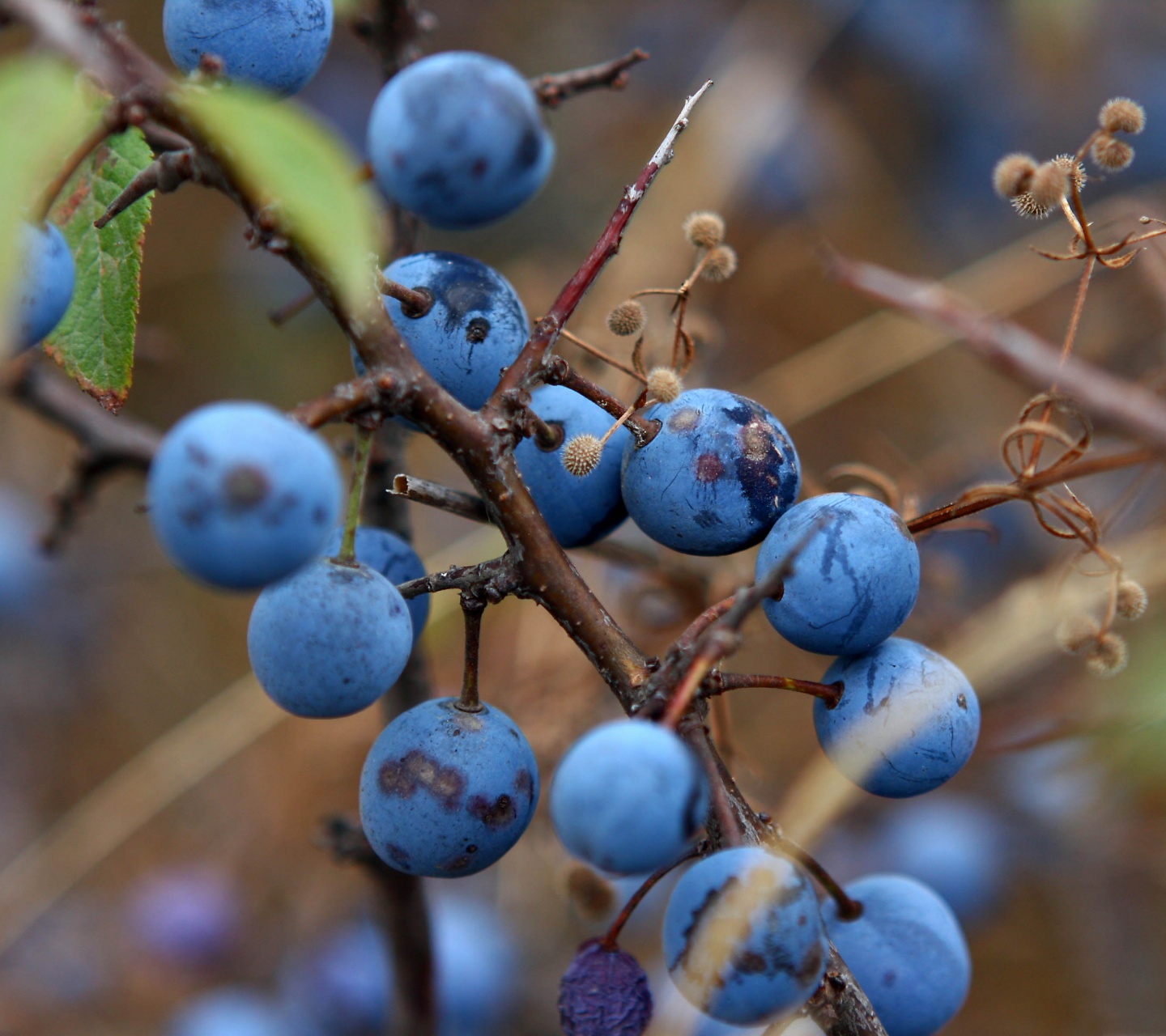 Blue Berry