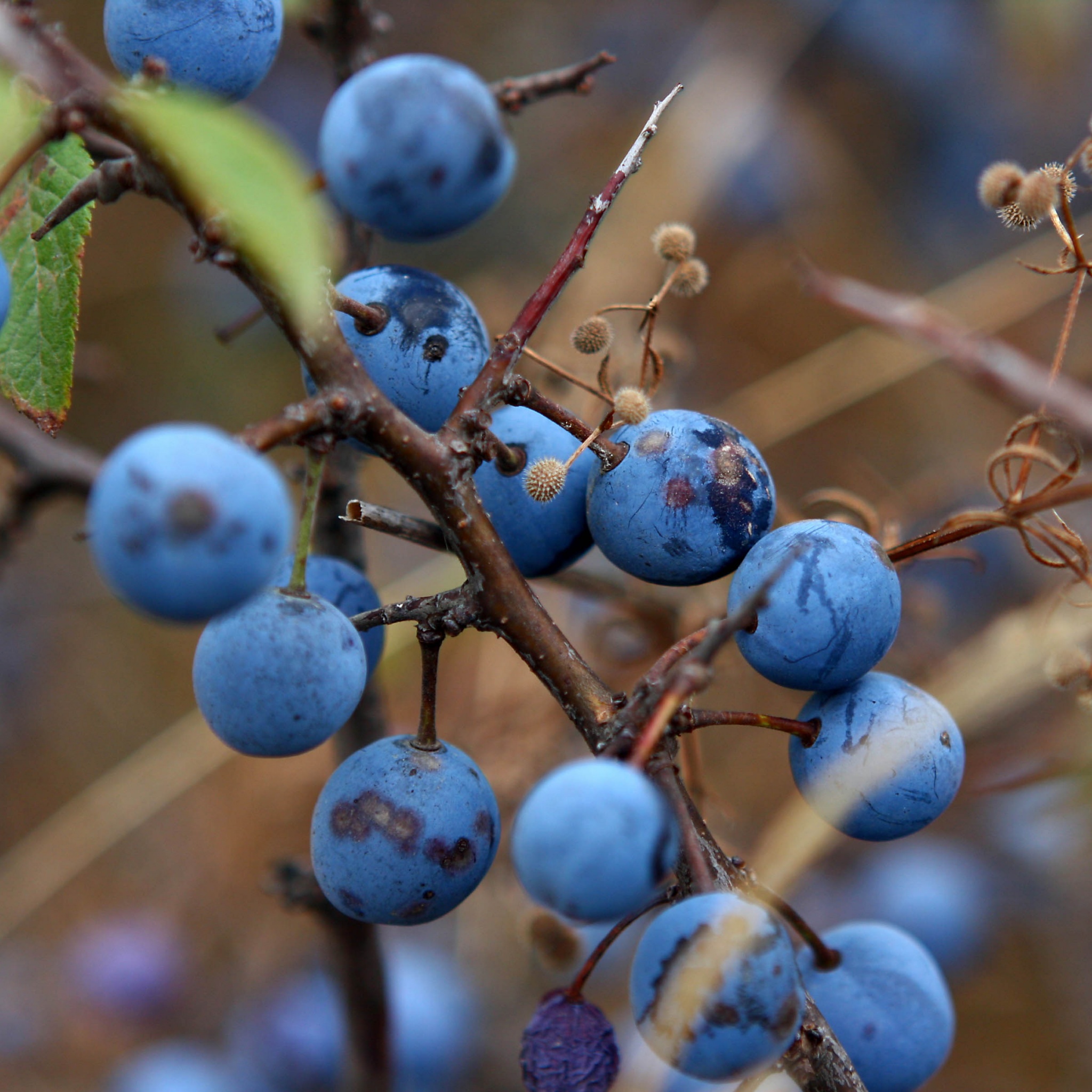 Blue Berry