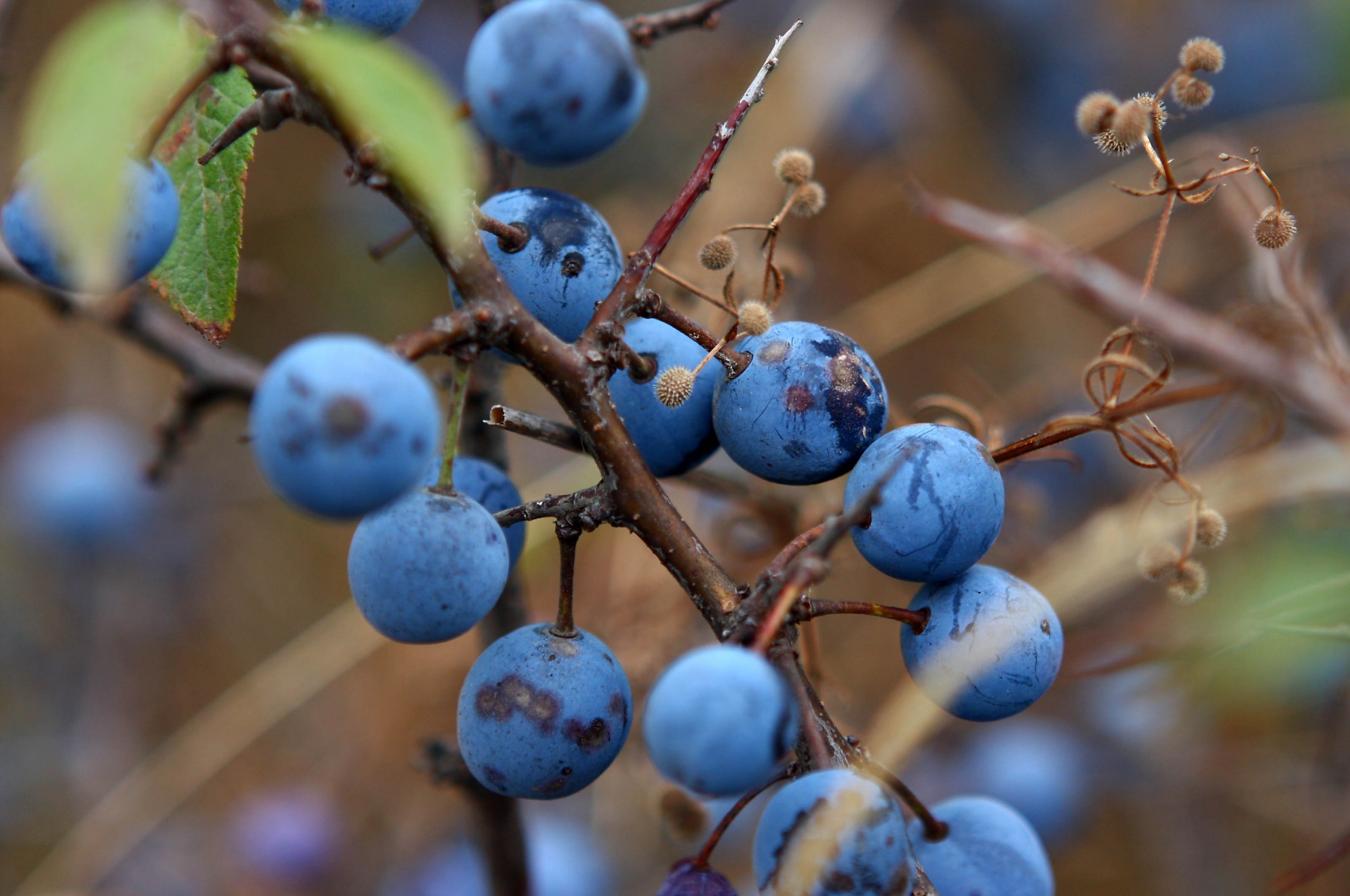 Blue Berry