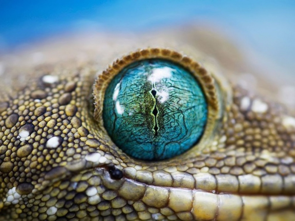 Blue Reptile Eye1