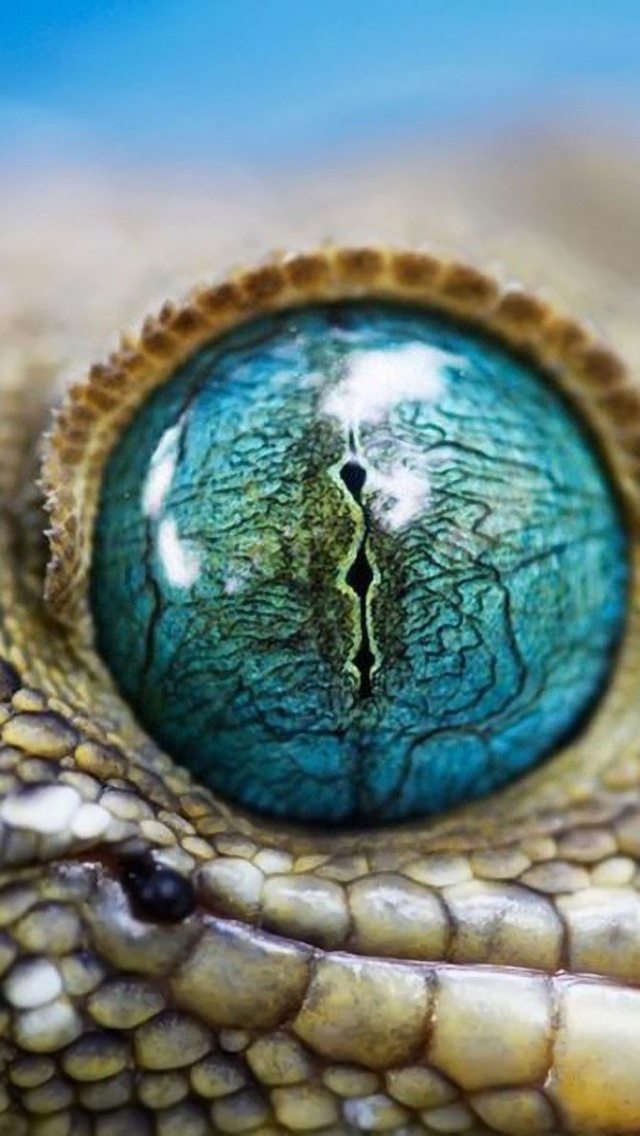 Blue Reptile Eye1