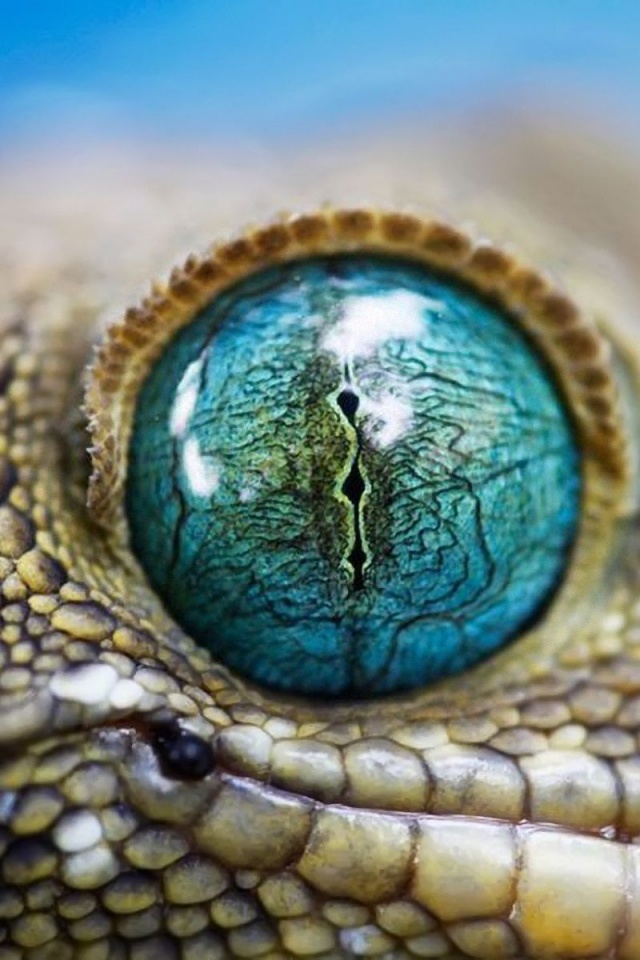 Blue Reptile Eye1