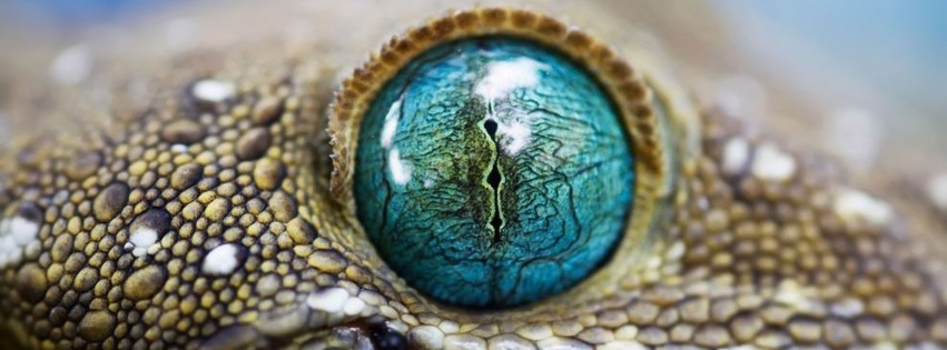 Blue Reptile Eye1