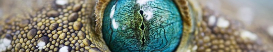 Blue Reptile Eye1