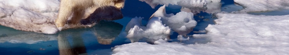 Brave Polar Bear1