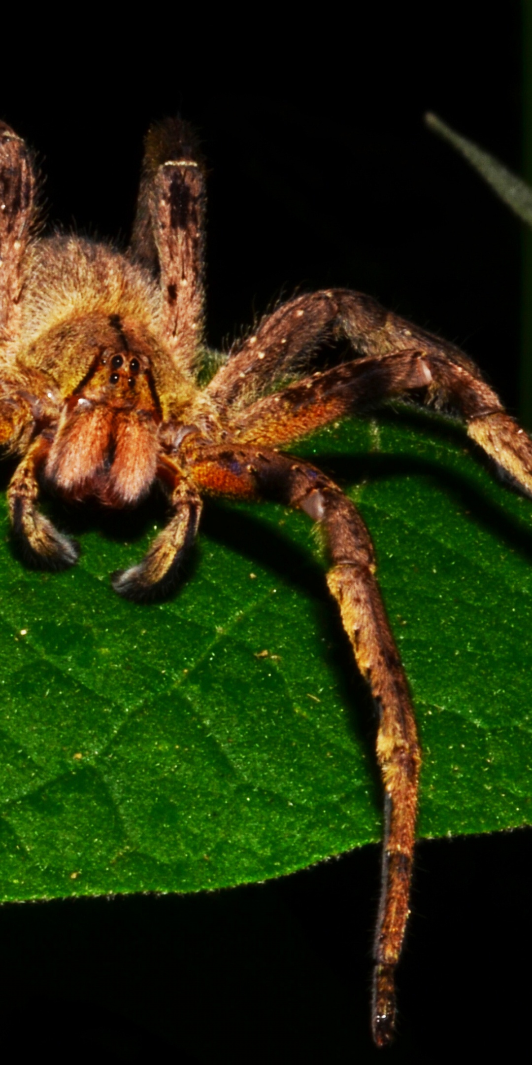 Brazilian Wandering Spider