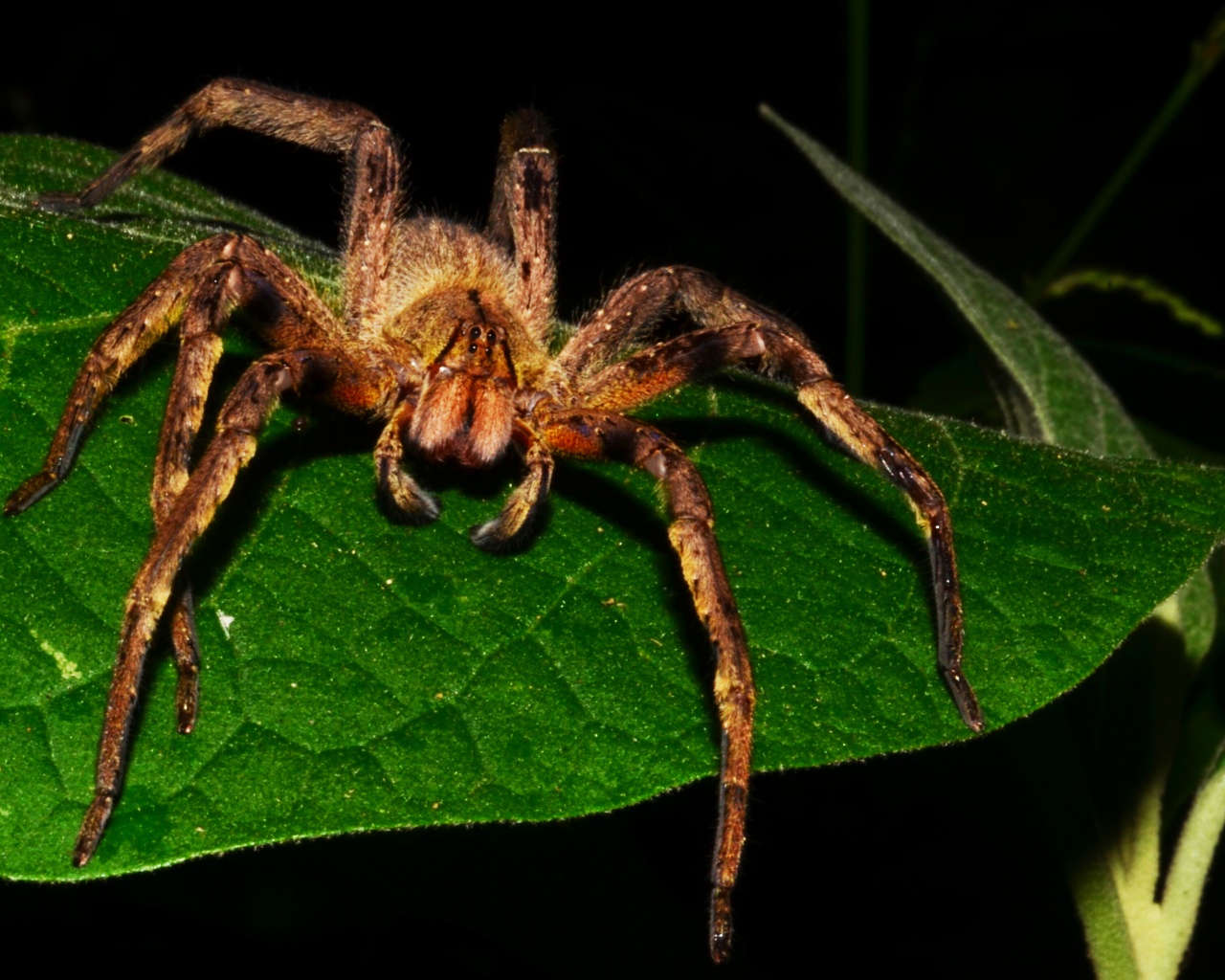 Brazilian Wandering Spider