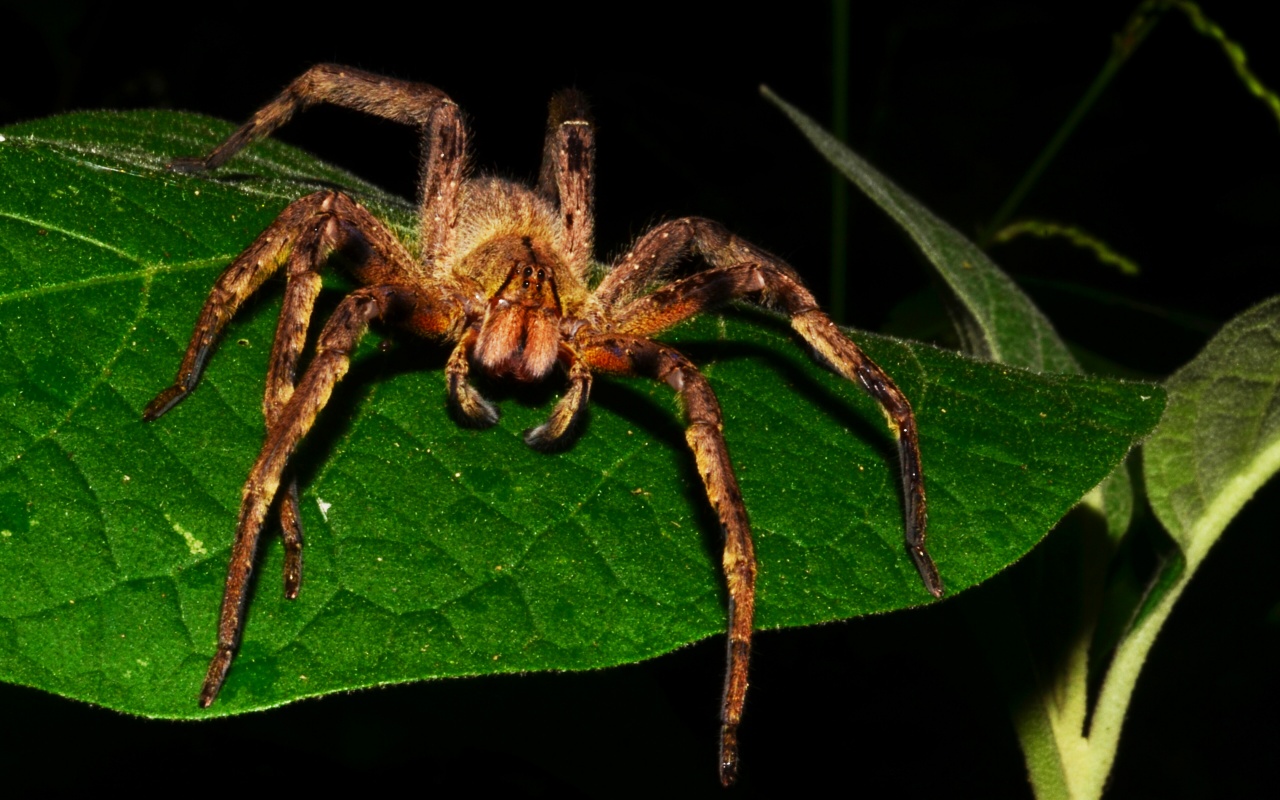 Brazilian Wandering Spider