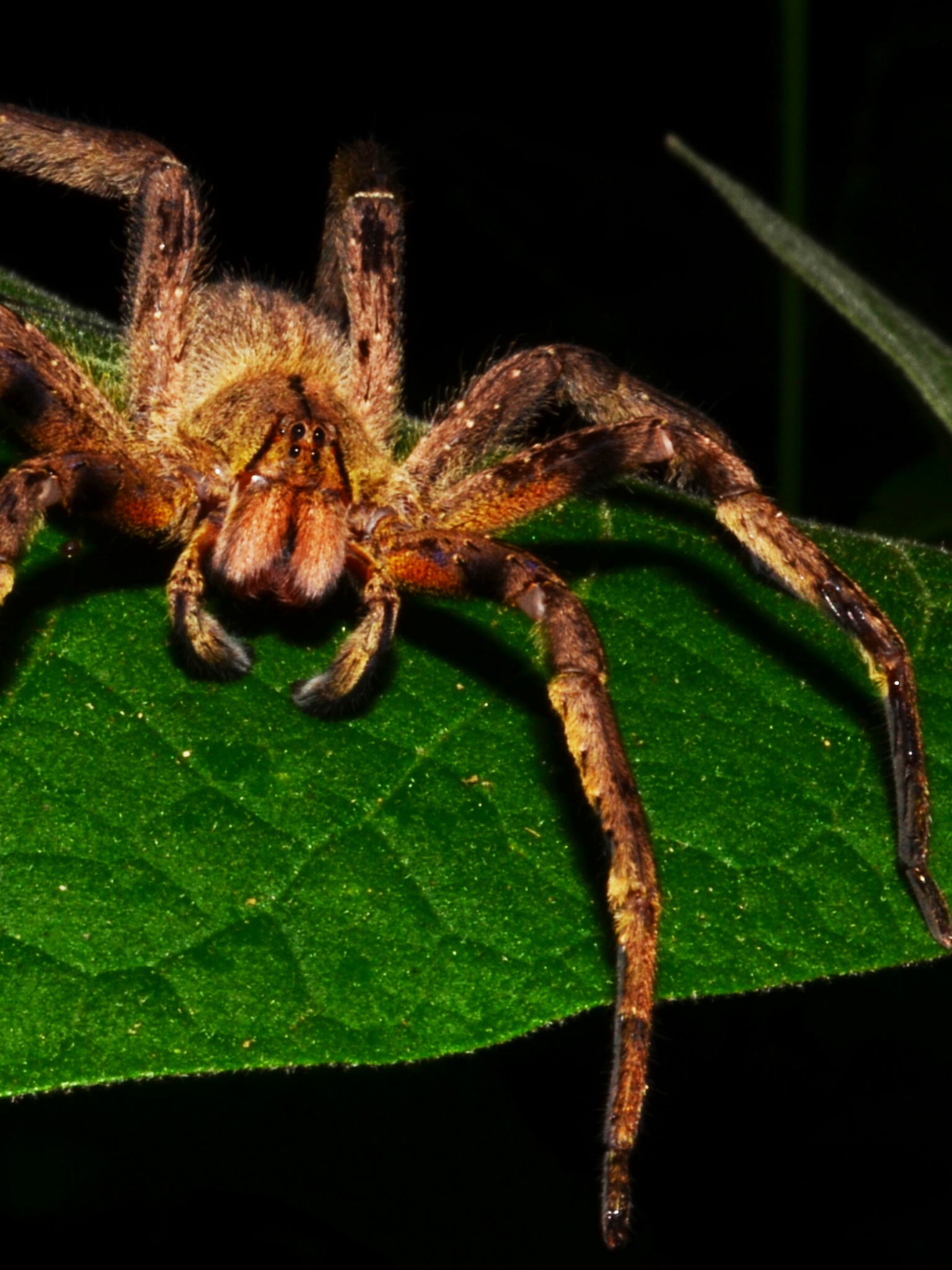 Brazilian Wandering Spider