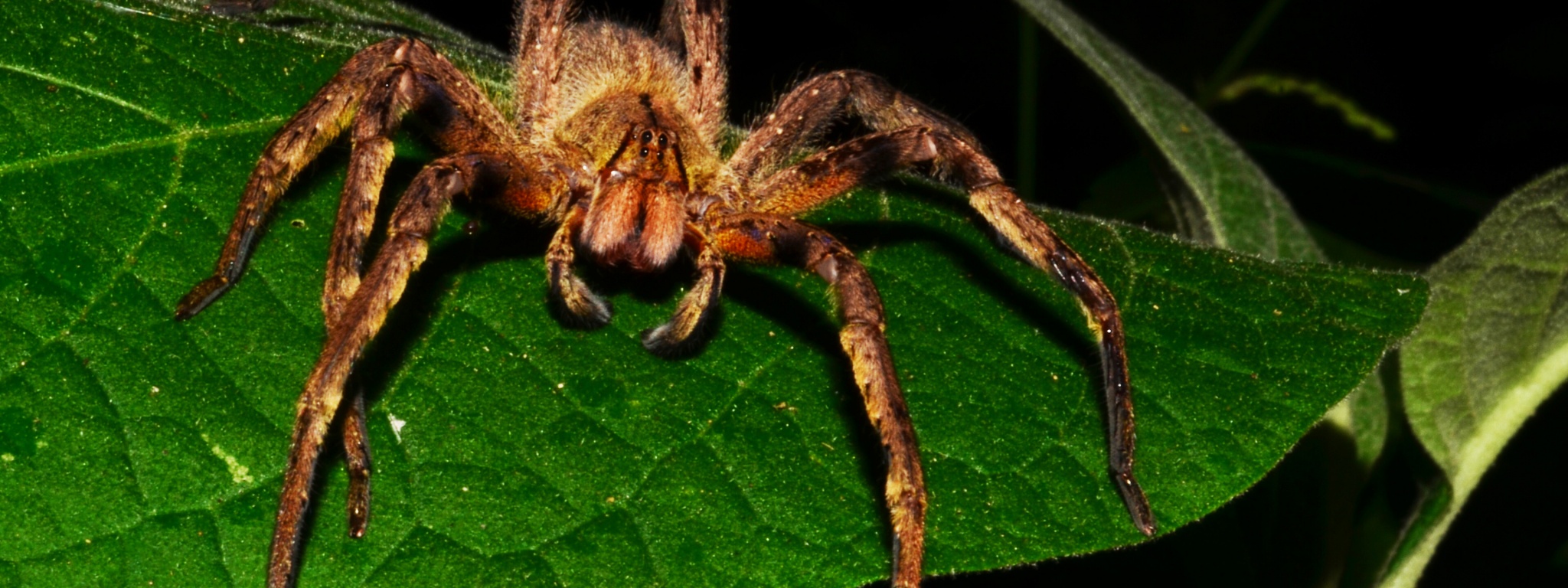 Brazilian Wandering Spider