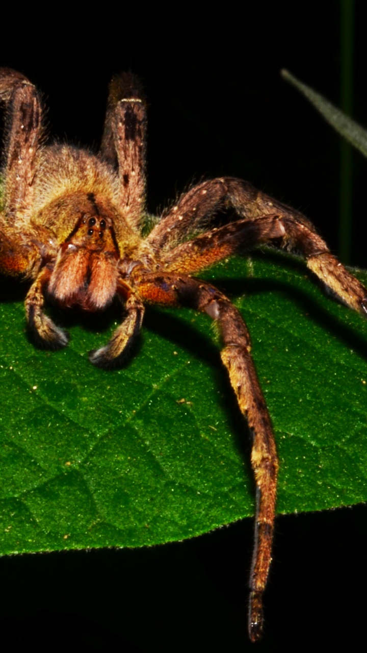 Brazilian Wandering Spider