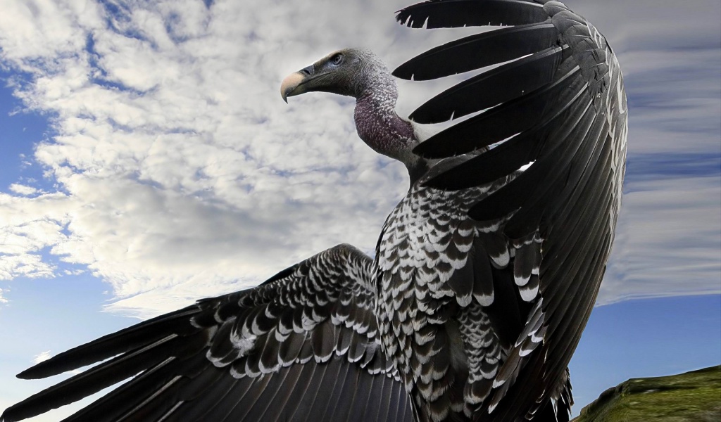 Breathtaking Condor Animal