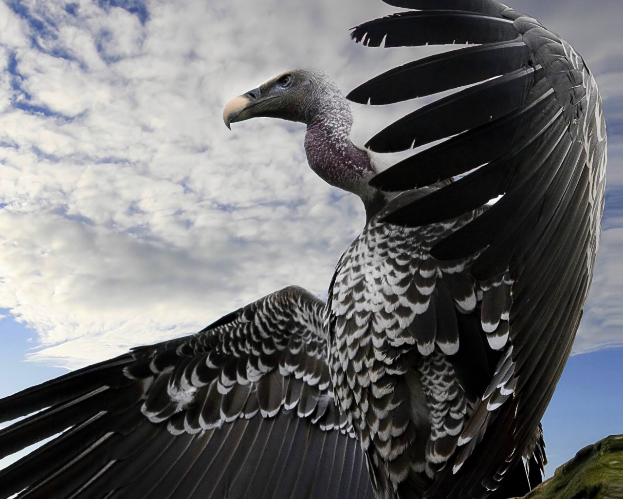 Breathtaking Condor Animal