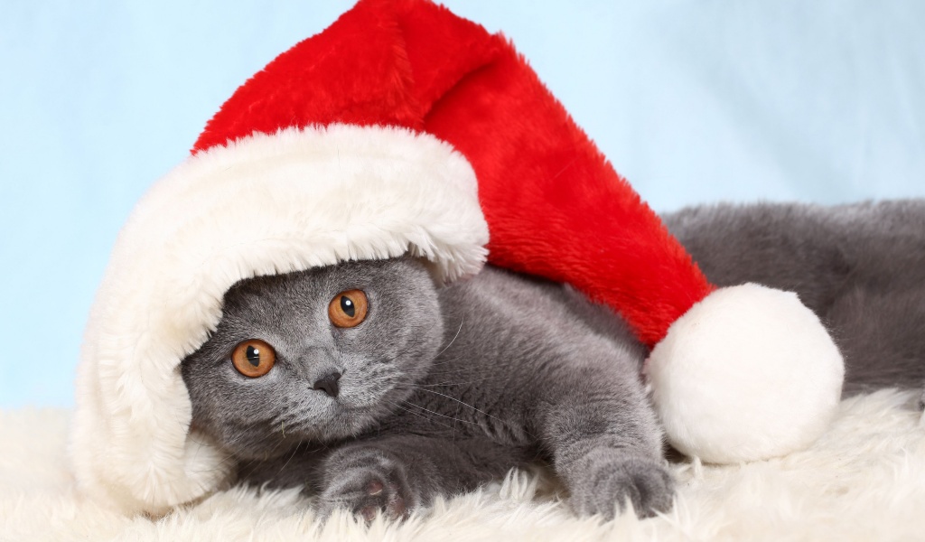 British Cat In Red Christmas Cap