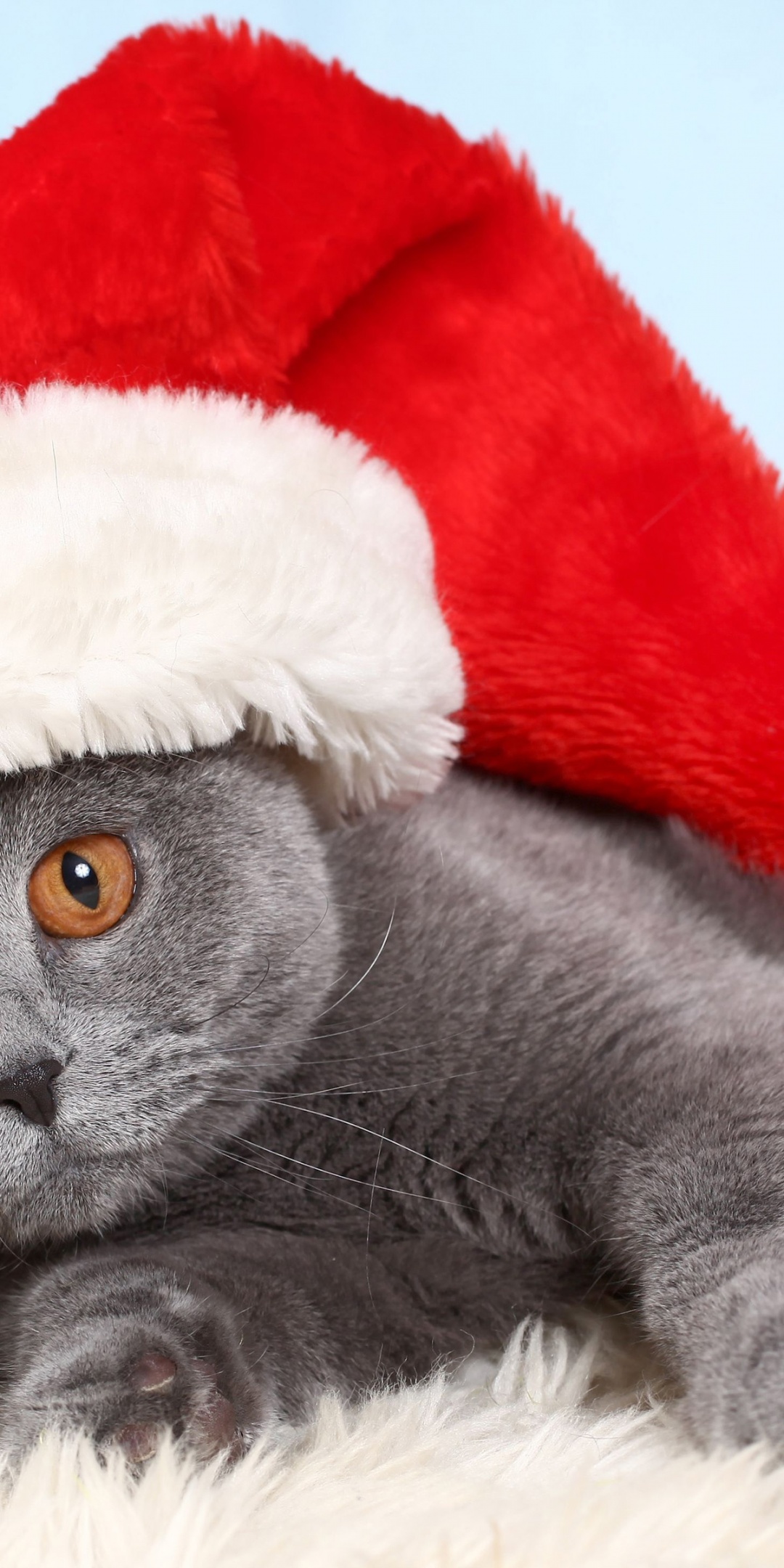 British Cat In Red Christmas Cap