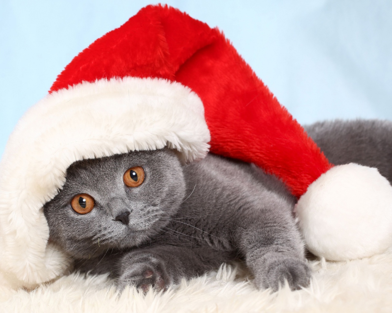 British Cat In Red Christmas Cap