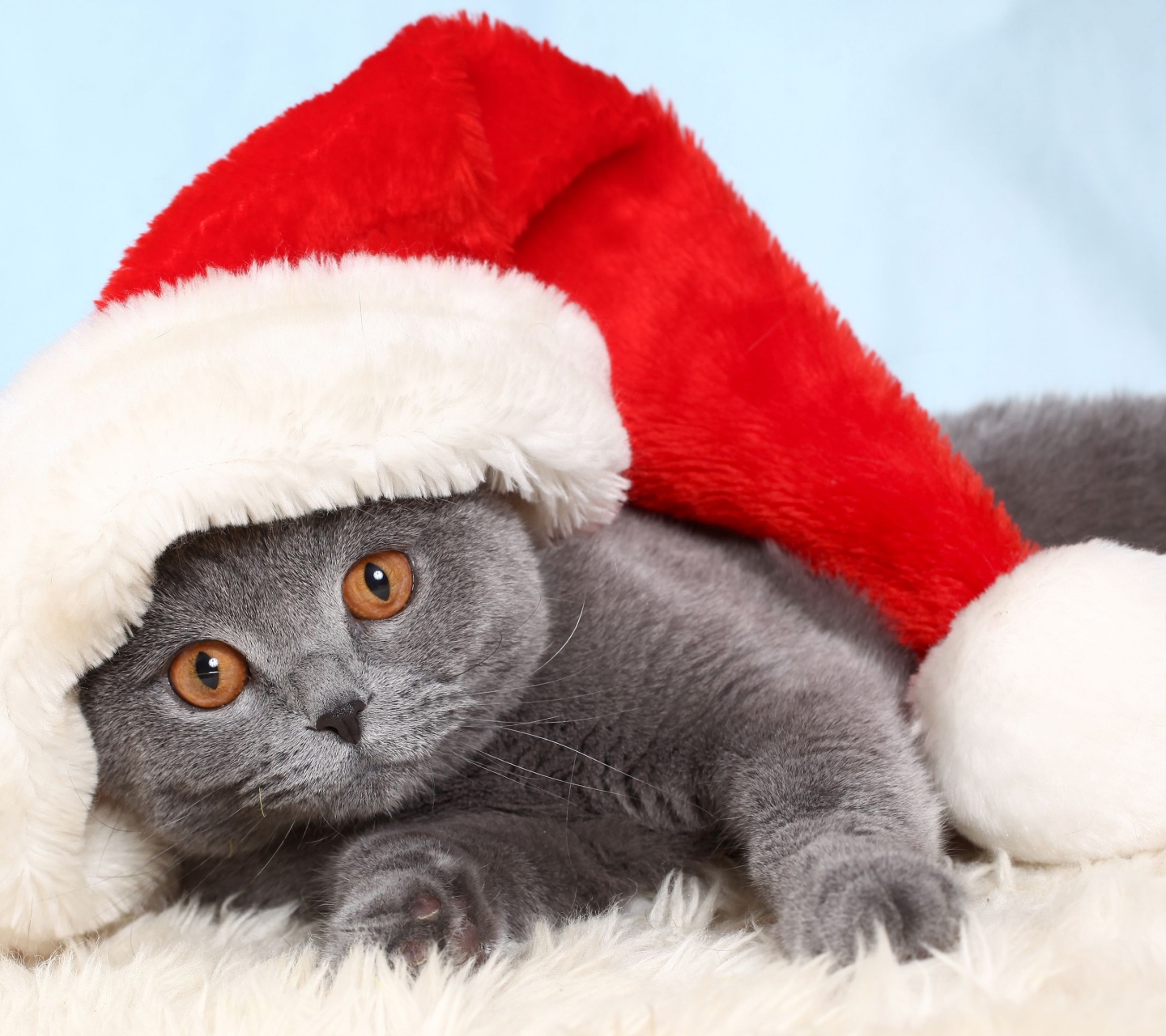 British Cat In Red Christmas Cap