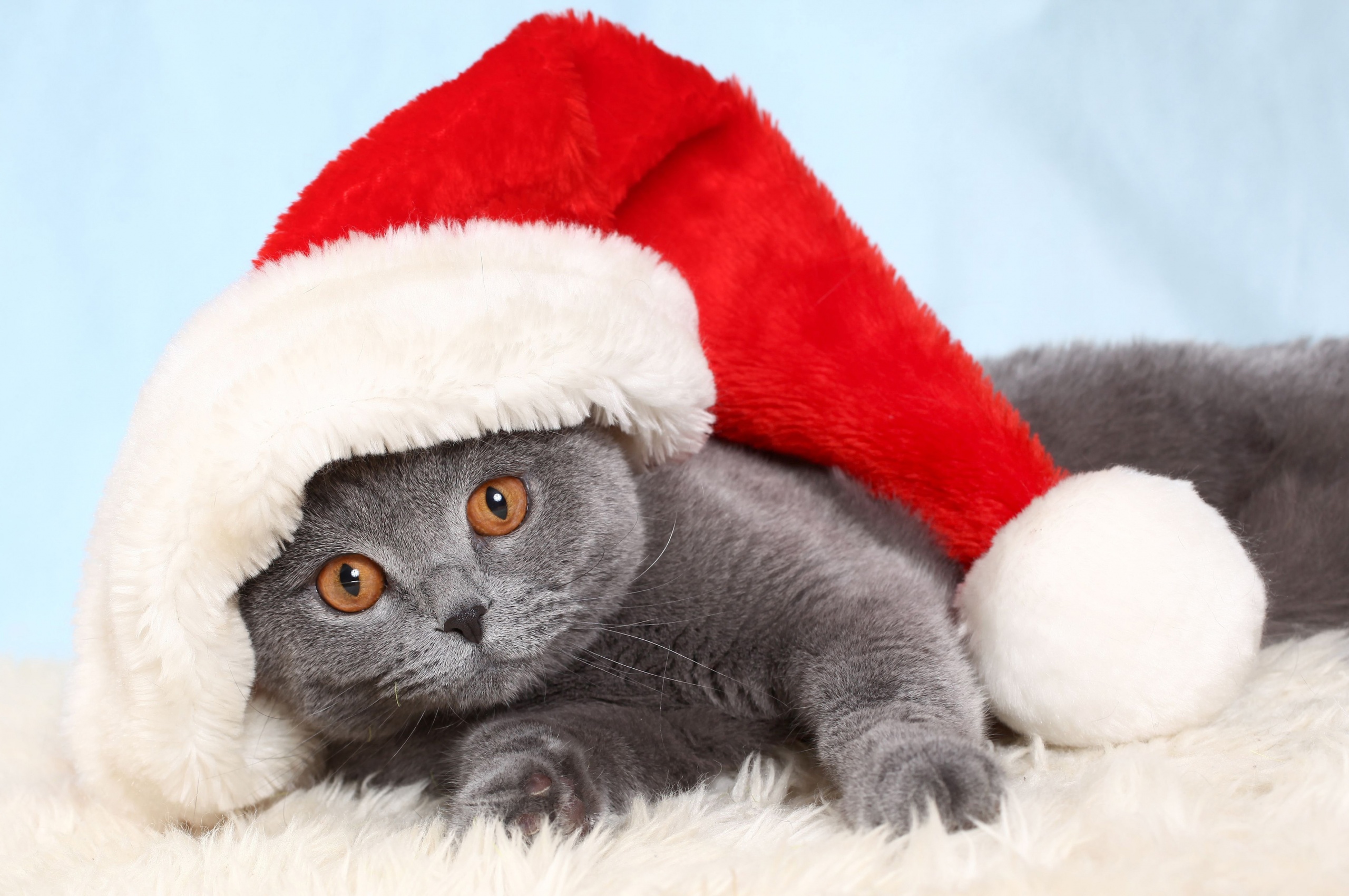 British Cat In Red Christmas Cap