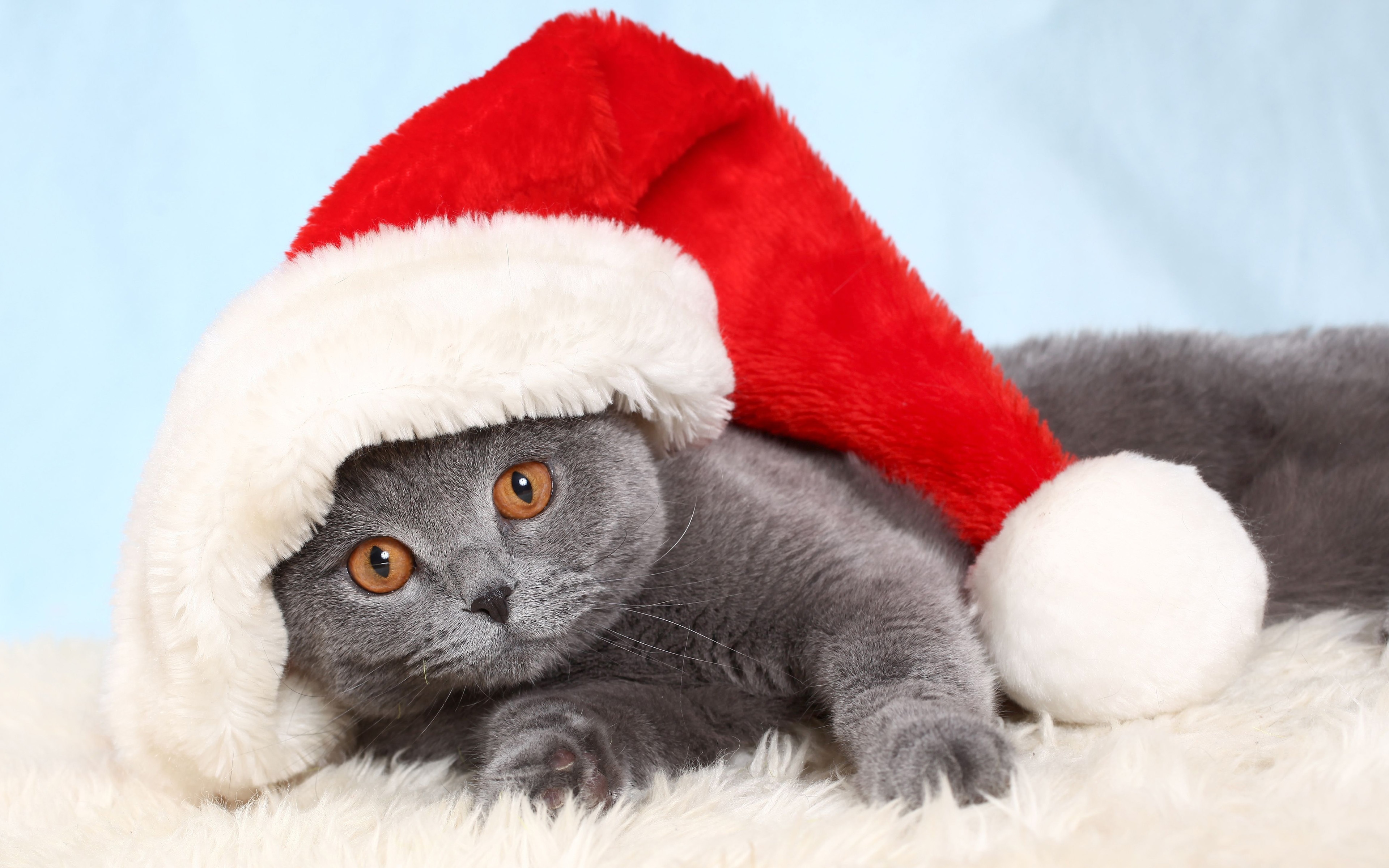 British Cat In Red Christmas Cap