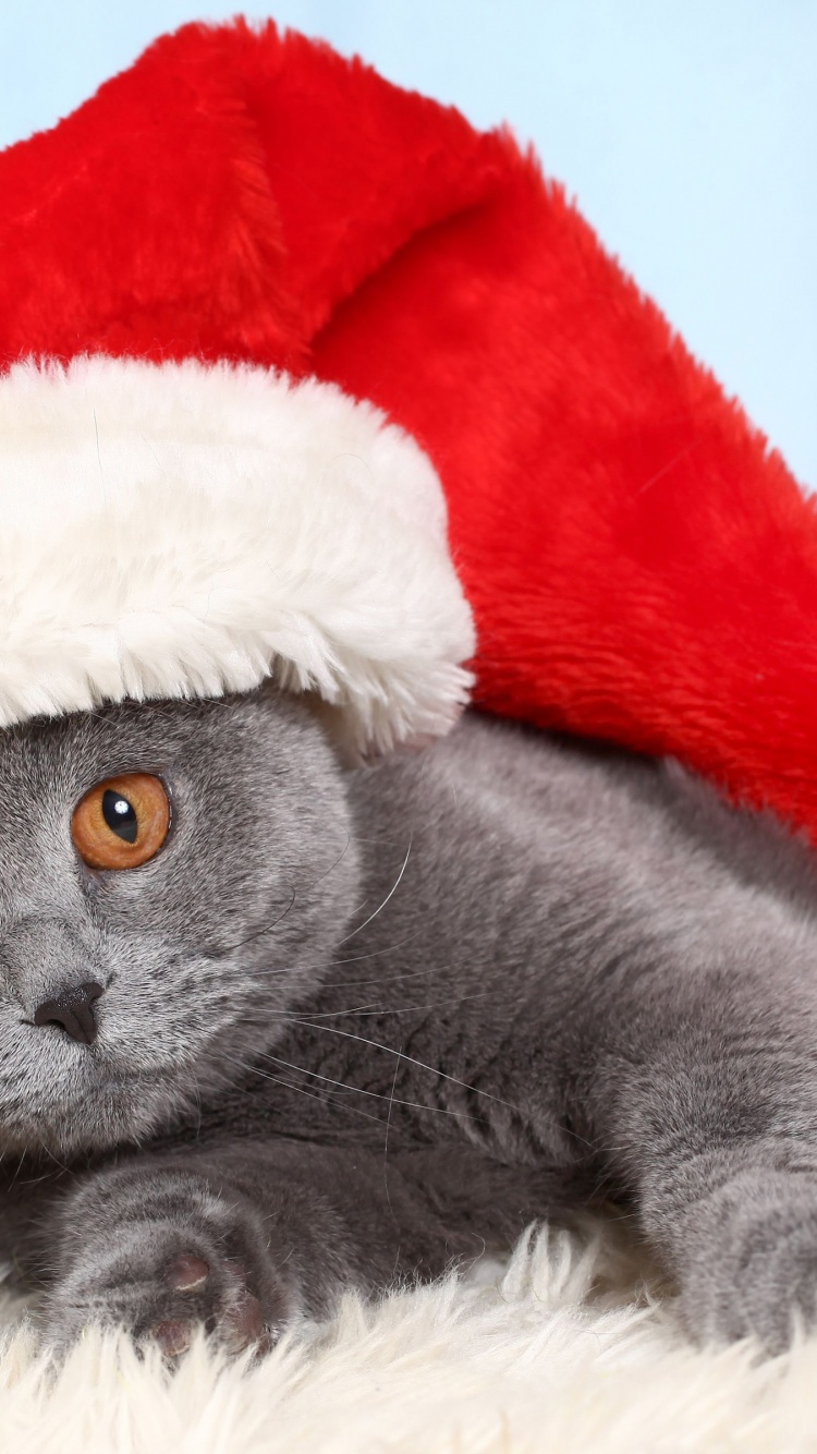 British Cat In Red Christmas Cap