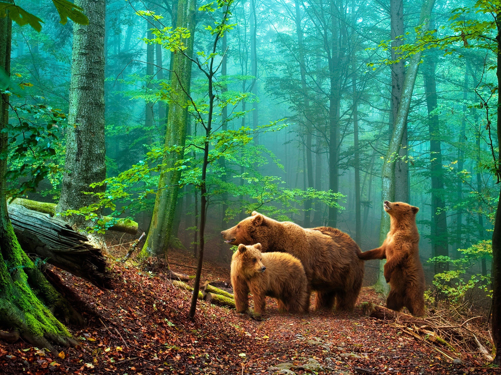 Brown Bears In The Forest