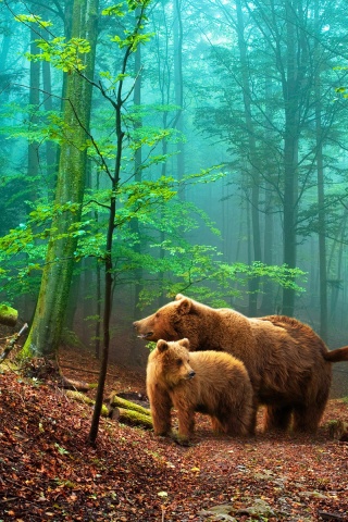 Brown Bears In The Forest