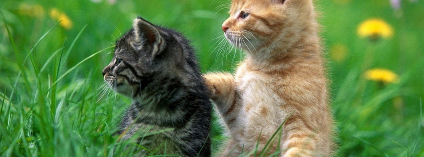 Buddy Cat Kitten Green Grass Animal Funny