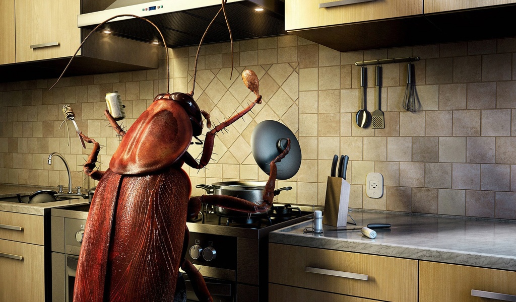 Bug Cooking